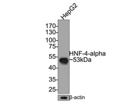 Invitrogen HNF4A Recombinant Rabbit Monoclonal Antibody (JE63-17) 100 &mu;L | Buy Online | Invitrogen&trade; | Fisher Scientific