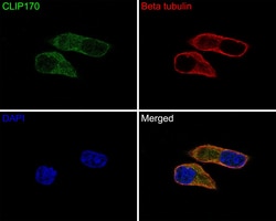Invitrogen CLIP1 Recombinant Rabbit Monoclonal Antibody (JE63-82) 100 &mu;L;