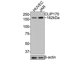 Invitrogen CLIP1 Recombinant Rabbit Monoclonal Antibody (JE63-82) 100 &mu;L;