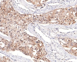 Invitrogen TCEB2 Recombinant Rabbit Monoclonal Antibody (JE65-72) 100 &mu;L;