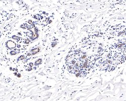 Invitrogen TCEB2 Recombinant Rabbit Monoclonal Antibody (JE65-72) 100 &mu;L;