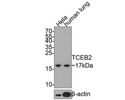 Invitrogen TCEB2 Recombinant Rabbit Monoclonal Antibody (JE65-72) 100 &mu;L;