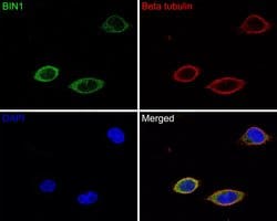Invitrogen BIN1 Recombinant Rabbit Monoclonal Antibody (JE34-92) 100 &mu;L;