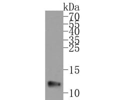 Invitrogen UQCRH Recombinant Rabbit Monoclonal Antibody (JE62-25) 100 &mu;L | Buy Online | Invitrogen&trade; | Fisher Scientific