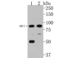 Invitrogen MUT Recombinant Rabbit Monoclonal Antibody (JE62-36) 100 &mu;L;