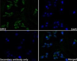 Invitrogen DPF2 Recombinant Rabbit Monoclonal Antibody (JE61-97) 100 &mu;L;