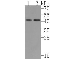 Invitrogen DPF2 Recombinant Rabbit Monoclonal Antibody (JE61-97) 100 &mu;L;