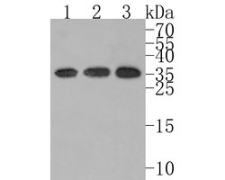 Invitrogen Kallikrein 8 Recombinant Rabbit Monoclonal Antibody (JE62-46)