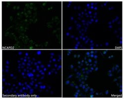 Invitrogen NCAPD2 Recombinant Rabbit Monoclonal Antibody (JE62-22) 100