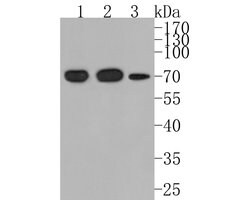 Invitrogen TAF15 Recombinant Rabbit Monoclonal Antibody (JE61-92) 100 &mu;L;