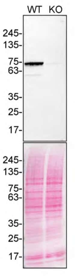 Invitrogen TAF15 Recombinant Rabbit Monoclonal Antibody (JE61-92) 100 &mu;L;