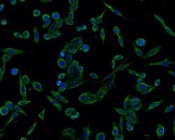 Invitrogen alpha-1a Adrenergic Receptor Recombinant Rabbit Monoclonal Antibody