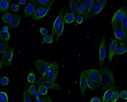 Invitrogen alpha-1a Adrenergic Receptor Recombinant Rabbit Monoclonal Antibody