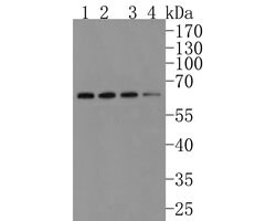Invitrogen alpha-1a Adrenergic Receptor Recombinant Rabbit Monoclonal Antibody
