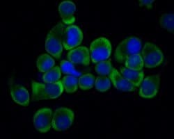 Invitrogen RPL26L1 Recombinant Rabbit Monoclonal Antibody (JE62-69) 100