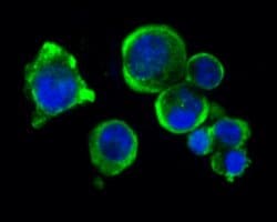 Invitrogen RPL26L1 Recombinant Rabbit Monoclonal Antibody (JE62-69) 100