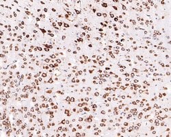 Invitrogen RPL26L1 Recombinant Rabbit Monoclonal Antibody (JE62-69) 100