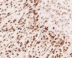 Invitrogen RPL26L1 Recombinant Rabbit Monoclonal Antibody (JE62-69) 100