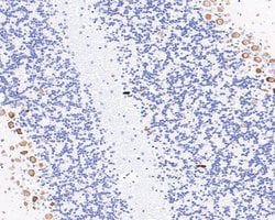 Invitrogen RPL26L1 Recombinant Rabbit Monoclonal Antibody (JE62-69) 100