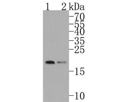 Invitrogen RPL26L1 Recombinant Rabbit Monoclonal Antibody (JE62-69) 100