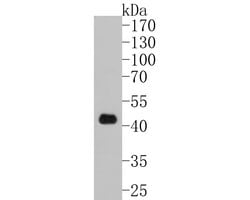 Invitrogen ATOH1 Recombinant Rabbit Monoclonal Antibody (JE60-25) 100 &mu;L;