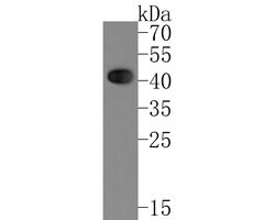 Invitrogen ATOH1 Recombinant Rabbit Monoclonal Antibody (JE60-25) 100 &mu;L;