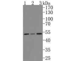 Invitrogen STAMBP Recombinant Rabbit Monoclonal Antibody (JE63-41) 100