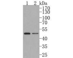 Invitrogen STAMBP Recombinant Rabbit Monoclonal Antibody (JE63-41) 100