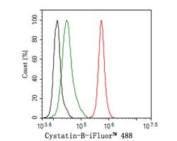Invitrogen Cystatin B Recombinant Rabbit Monoclonal Antibody (JE63-34)