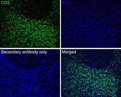 Invitrogen CD3 Recombinant Rabbit Monoclonal Antibody (JE80-02) 100 &mu;L;