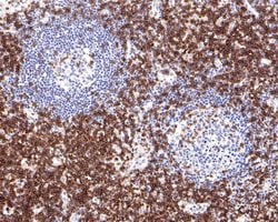 Invitrogen CD3 Recombinant Rabbit Monoclonal Antibody (JE80-02) 100 &mu;L;