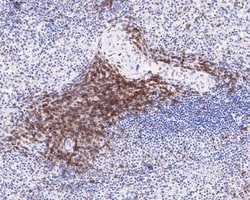 Invitrogen CD3 Recombinant Rabbit Monoclonal Antibody (JE80-02) 100 &mu;L;