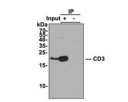 Invitrogen CD3 Recombinant Rabbit Monoclonal Antibody (JE80-02) 100 &mu;L;