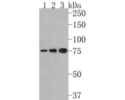 Invitrogen IRAK1 Recombinant Rabbit Monoclonal Antibody (JE60-03) 100 &mu;L;