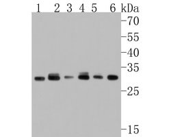 Invitrogen C1QBP Recombinant Rabbit Monoclonal Antibody (JE60-96) 100 &mu;L;