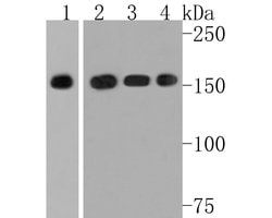 Invitrogen SOS1 Recombinant Rabbit Monoclonal Antibody (JE30-06) 100 &mu;L;