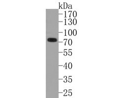 Invitrogen PIAS1 Recombinant Rabbit Monoclonal Antibody (JE36-84) 100 &mu;L;