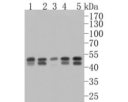 Invitrogen PTPN2 Recombinant Rabbit Monoclonal Antibody (JE57-07) 100 &mu;L;