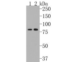 Invitrogen MFN2 Recombinant Rabbit Monoclonal Antibody (JE59-66) 100 &mu;L;