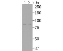 Invitrogen CD105 (Endoglin) Recombinant Rabbit Monoclonal Antibody (JE60-59) 100 &mu;L | Buy Online | Invitrogen&trade; | Fisher Scientific