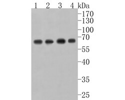 Invitrogen USP39 Recombinant Rabbit Monoclonal Antibody (JE61-02) 100 &mu;L;