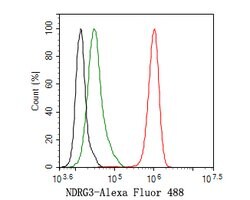 Invitrogen NDRG3 Recombinant Rabbit Monoclonal Antibody (JE61-18) 100 &mu;L;