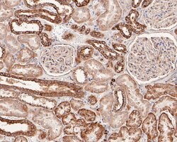 Invitrogen NDRG3 Recombinant Rabbit Monoclonal Antibody (JE61-18) 100 &mu;L;