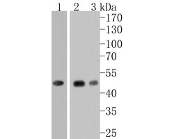 Invitrogen NDRG3 Recombinant Rabbit Monoclonal Antibody (JE61-18) 100 &mu;L;