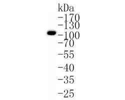 Invitrogen CHM Recombinant Rabbit Monoclonal Antibody (JE61-83) 100 &mu;L;