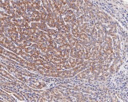 Invitrogen SAMM50 Recombinant Rabbit Monoclonal Antibody (JE61-49) 100