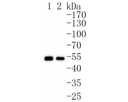 Invitrogen SAMM50 Recombinant Rabbit Monoclonal Antibody (JE61-49) 100