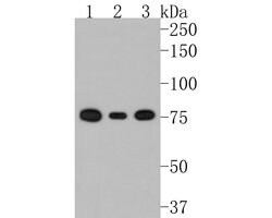 Invitrogen DPP3 Recombinant Rabbit Monoclonal Antibody (JE61-30) 100 &mu;L;