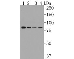 Invitrogen HOOK2 Recombinant Rabbit Monoclonal Antibody (JE61-22) 100 &mu;L;
