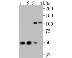 Invitrogen ORP1 Recombinant Rabbit Monoclonal Antibody (JE60-99) 100 &mu;L;